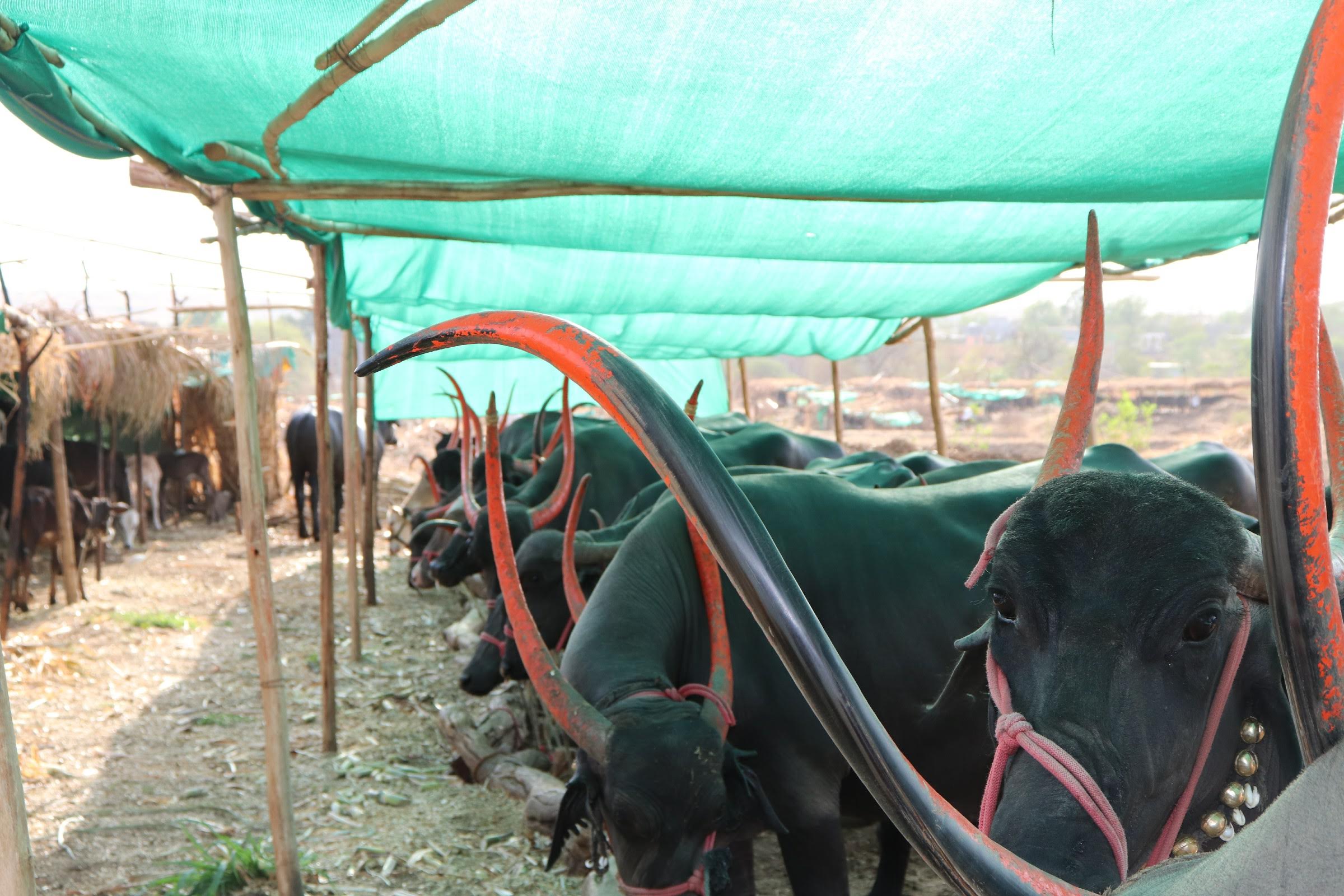 Cattle at a fodder camp in Osmanabad, Maharashtra